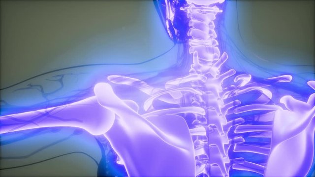 medical science footage of human skeleton bones