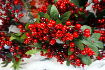Red berries as background