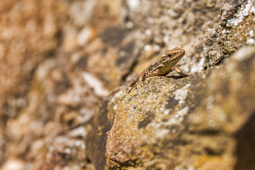 Eidechse auf Felsen