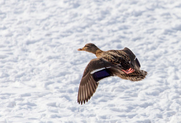 Duck in flight over white snow in winter