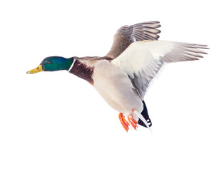Duck in flight isolated on white background