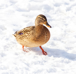 Duck on white snow in winter