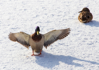 Duck in flight over white snow in winter