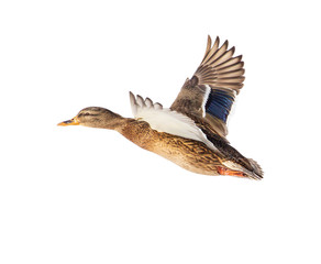 Duck in flight isolated on white background