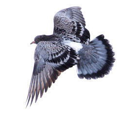 Dove in flight isolated on white background