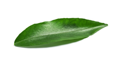 Fototapeta na wymiar Fresh green tangerine leaf on white background