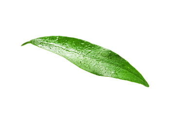 Naklejka na ściany i meble Fresh green tangerine leaf with water drops on white background