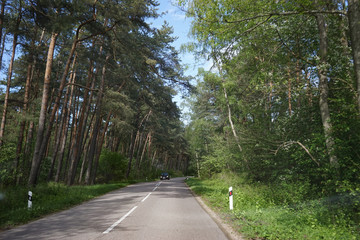 Landscape with the road to the Curonian spit, Kaliningrad region.