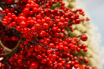 Red berries as background