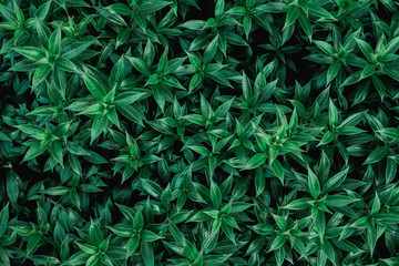 Flat lay view of green leaf background with vintage filter