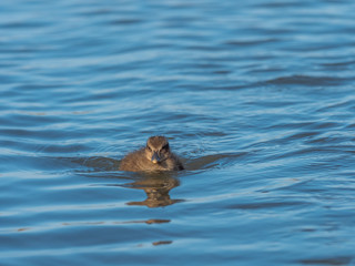 Eider Duck Chick ( Somateria mollissima ). Farne islands.