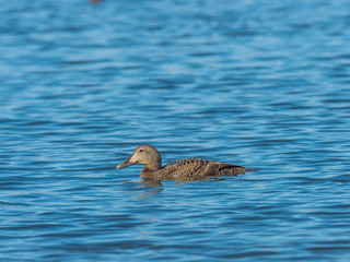 Eider Duck ( Somateria mollissima )