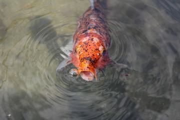 Koi eat