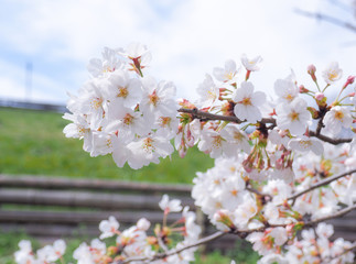満開の桜