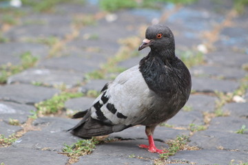 one legged bird