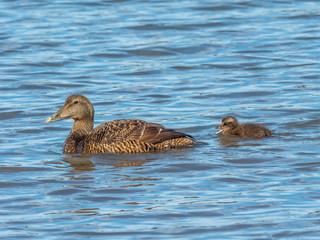 Eider Duck ( Somateria mollissima )
