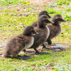Eider Duck Chick ( Somateria mollissima ). Farne islands.