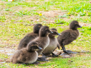 Eider Duck Chick ( Somateria mollissima ). Farne islands.
