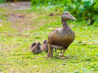 Eider Duck ( Somateria mollissima )
