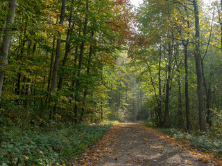 Lörrach. Tüllingerberg, Entlang des Wald kann man bis nach Ötlingen wandern