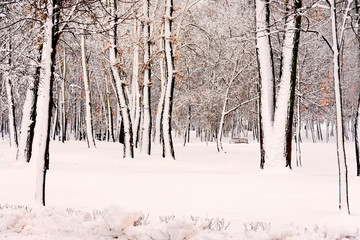 Trees in the Natalka park, close to the Dnieper river in Kiev, Ukraine