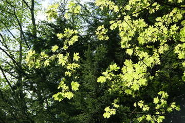 green leaves of a tree in spring
