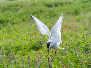 Artic tern.  Inner Farne Islands.