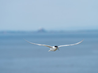 Artic tern,. Inner Farne Islands.
