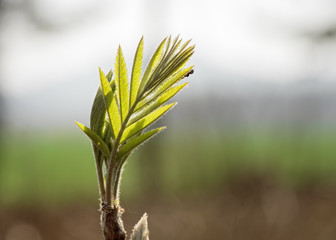 Small leaf with fresh green, with an insect, isolated against a background of shades of green and...