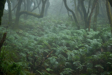 Fototapeta na wymiar Beautiful forest on a rainy day.Hiking trail. Anaga Rural Park - ancient forest on Tenerife, Canary Islands.