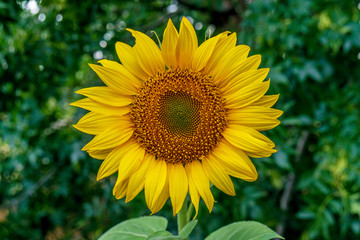 Beautiful sunflowers in the field natural background, Sunflower blooming.