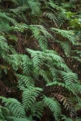 Beautiful forest on a rainy day.Hiking trail. Anaga Rural Park - ancient forest on Tenerife, Canary Islands.