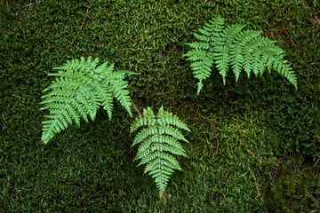 Beautiful forest on a rainy day.Hiking trail. Anaga Rural Park - ancient forest on Tenerife, Canary Islands.