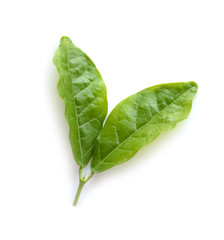 jasmine isolated on white background