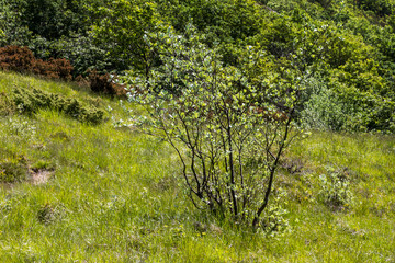 Fiori e piante dell'Appennino Ligure