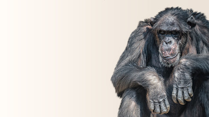 Portrait of depressed and tired old Chimpanzee at smooth background, closeup, details, paste space