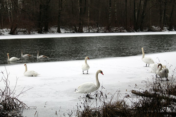 Group of adult Mute swans (Cygnus olor) on frozen lake. Krynica Reservoir, Minsk, Belarus © kazakovmaksim