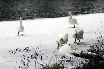 Group of adult Mute swans (Cygnus olor) on frozen lake. Krynica Reservoir, Minsk, Belarus © kazakovmaksim