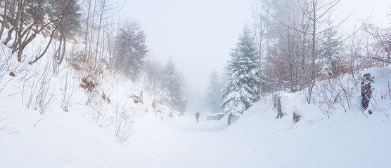 Walk in the winter foggy forest.