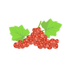 illustration of RED CURRANT berries