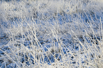 Grass with snow