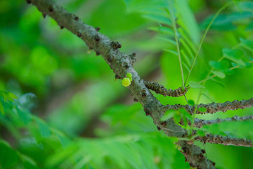 star gooseberry on tree