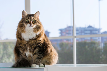 Female cat of livestock, siberian hypoallergenic breed brown color