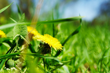 Dandelion grass natural herb background texture. Lawn garden with beauty bokeh.
