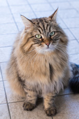 Naklejka na ściany i meble Tabby long haired cat of livestock, siberian hypoallergenic breed