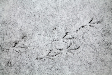 Traces of small passerine bird (bullfinch or Pyrrhula pyrrhula) on the snow