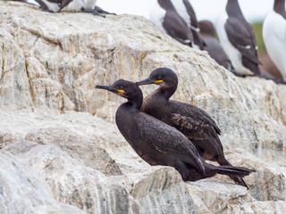 Two Shags ( Phalacrocorax aristotelis ). Farne Islands.