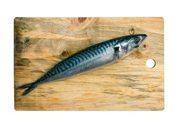 Mackerel fish on the white