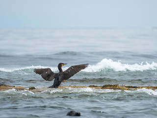 Obraz premium Shag ( Phalacrocorax aristotelis ). Farne Islands.