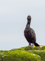 Shag ( Phalacrocorax aristotelis ). Farne Islands.